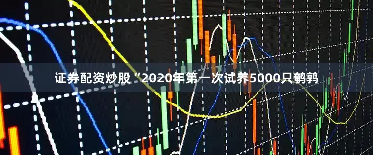 证券配资炒股“2020年第一次试养5000只鹌鹑